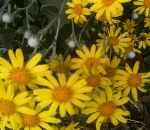 住宿加早餐酒店 阿卡拉住宿加早餐旅馆 都柏林