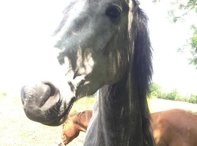 阿卡拉住宿加早餐旅馆 住宿加早餐酒店 3*