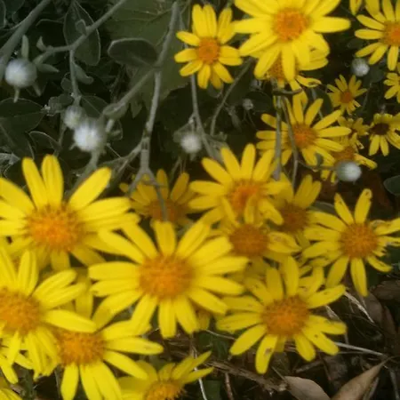 Nocleg ze śniadaniem Acara House Dublin