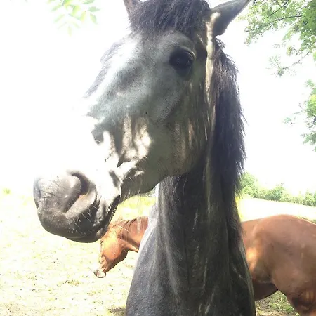 Acara House Nocleg ze śniadaniem 3*